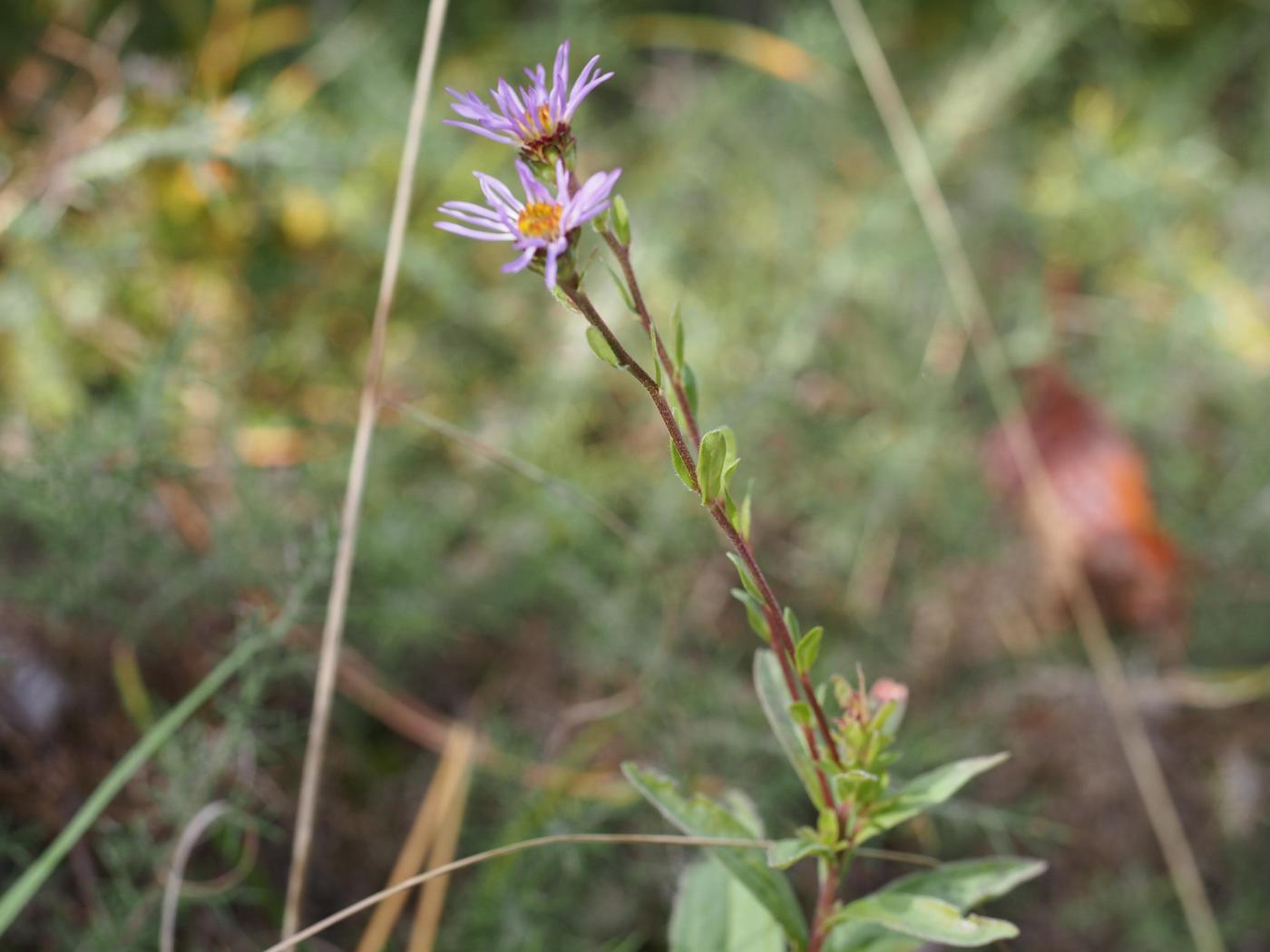 European  Michelmas Daisy plant